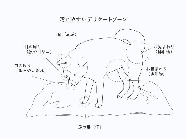 耳(耳垢)、目の周り(涙や目ヤニ)、口の周り(歯石やよだれ)、足の裏(汗)、お腹まわり(排泄物)、お尻まわり(排泄物)