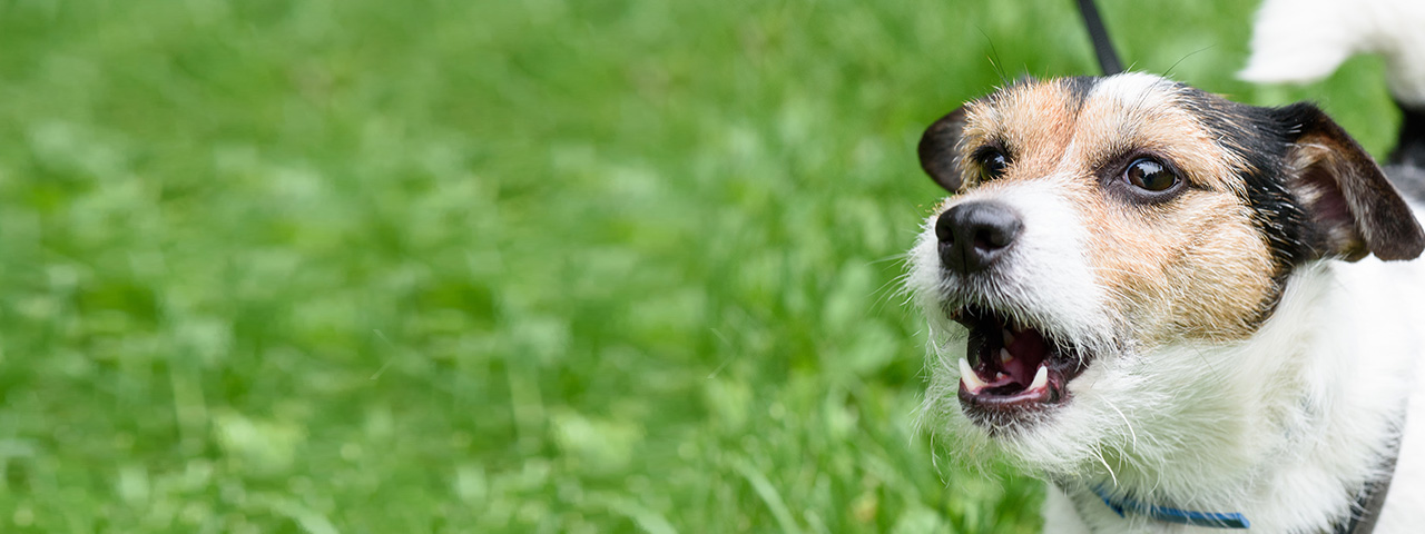 犬が吠える理由 Vol 1 なぜ犬が吠えるのか考えてみよう ウェブマガジン ペットと ずっと ユニ チャーム ペット