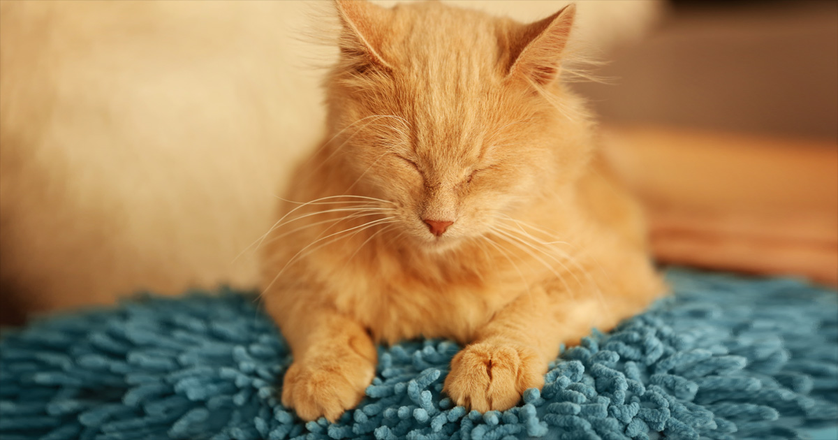 しぐさからわかる猫の気持ち ふみふみ編 ウェブマガジン ペットと ずっと ユニ チャーム ペット