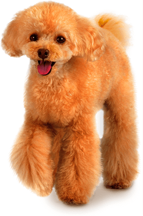 トイ・プードルにぴったりの栄養バランス設計