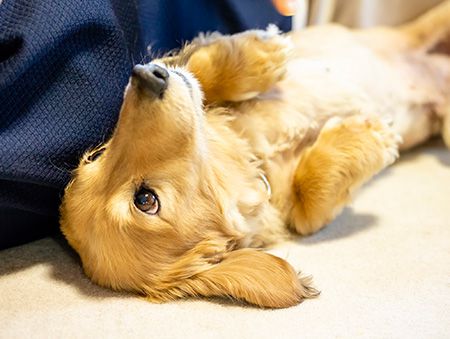 愛犬辞典 ミニチュア ダックスフンド ベストバランス