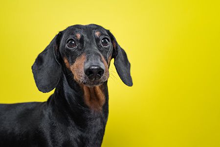 愛犬辞典 ミニチュア ダックスフンド ベストバランス