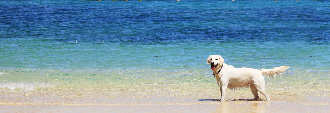 初めての愛犬との旅行を楽しむための目的地ごとのちょっとしたコツ ウェブマガジン ペットと ずっと ユニ チャーム ペット