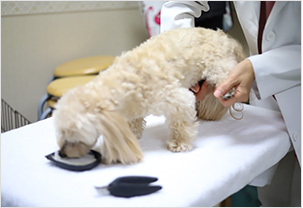 おうちでケア 嫌がる愛犬の爪切りのコツ ウェブマガジン ペットと ずっと ユニ チャーム ペット