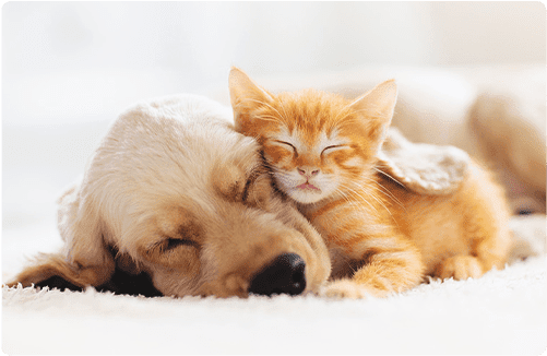 先住犬と子猫が仲良く一緒に暮らすためのポイント 子猫の育て方 ユニ チャーム ペット