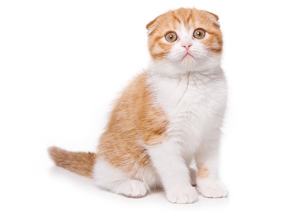 日本で多く飼われている猫種 子猫の育て方 ユニ チャーム ペット